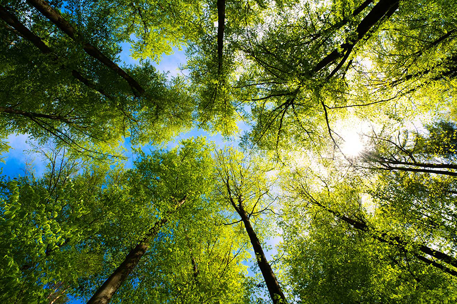 a great view up into the trees direction sky.